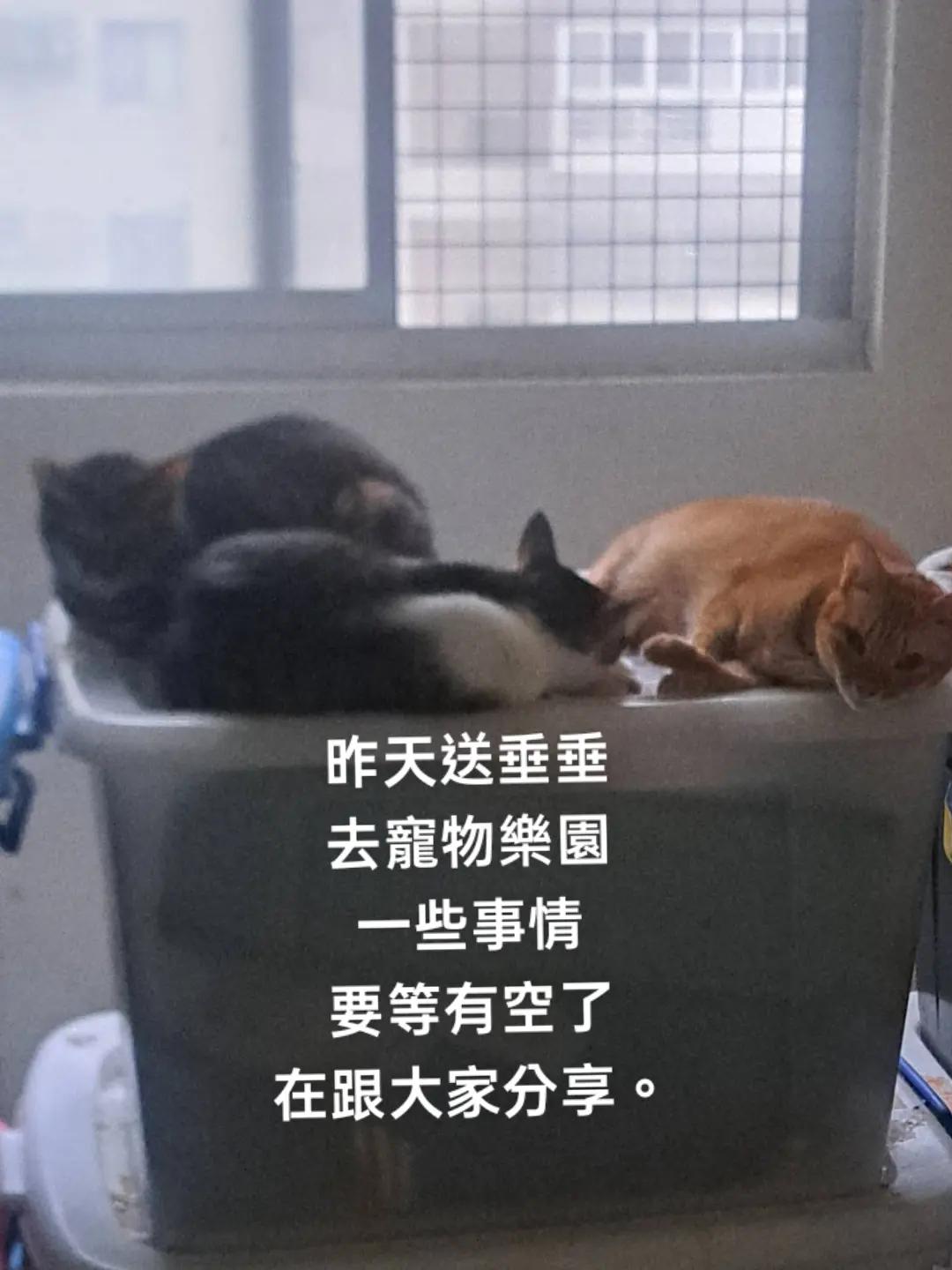 @糧巢偉-貓咪執事