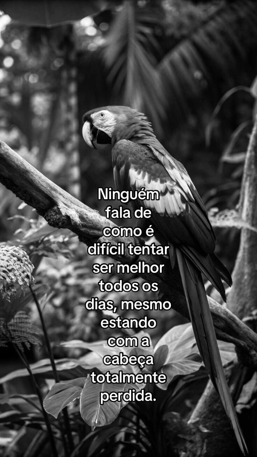 @junin 