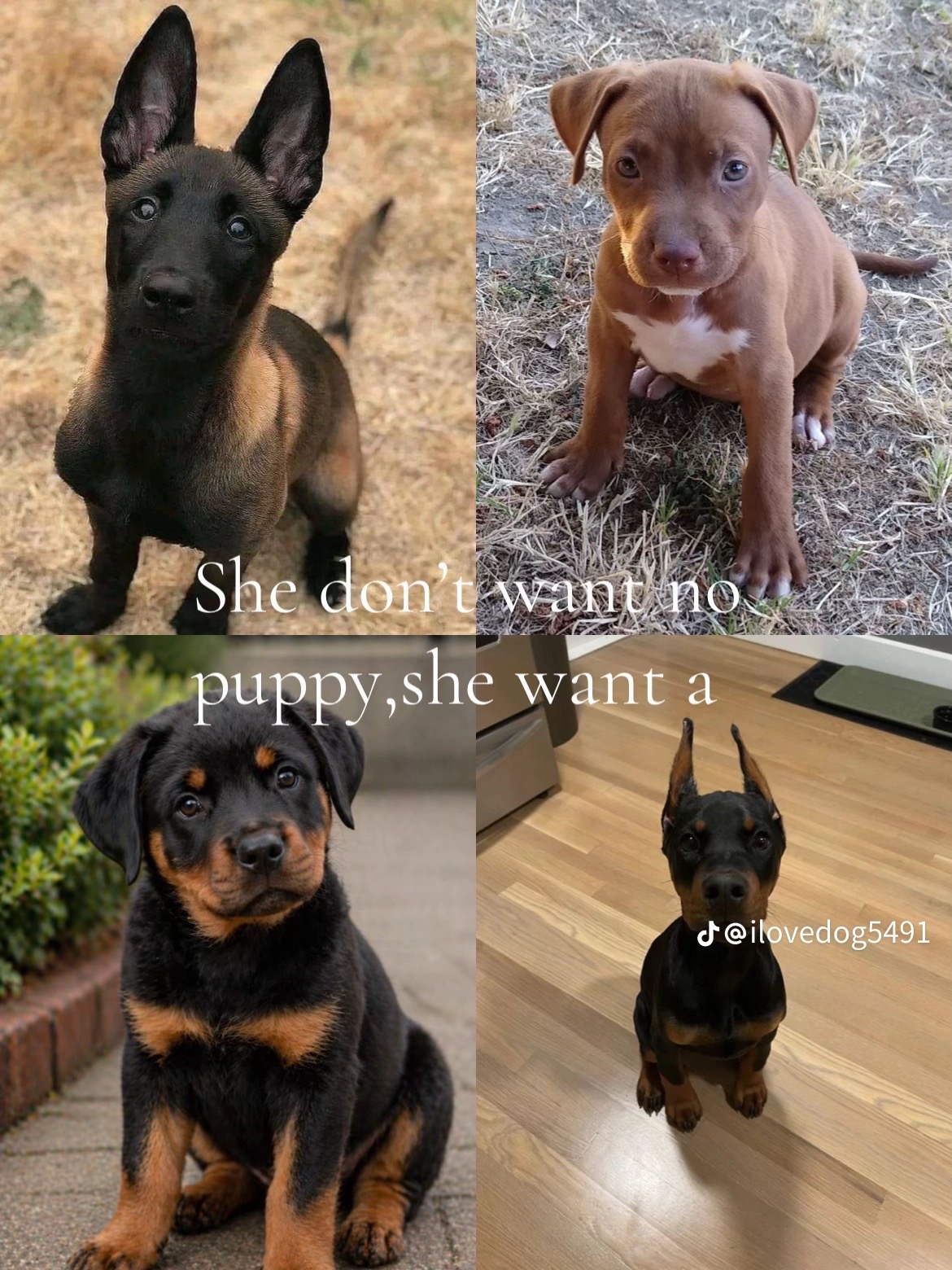 @Cash 🐶