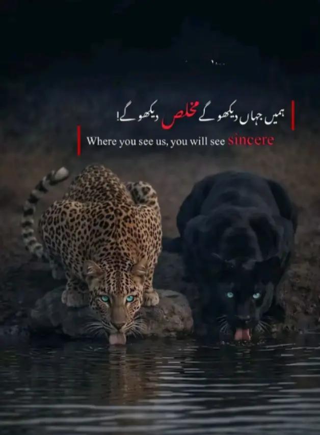@shahzad Nahar