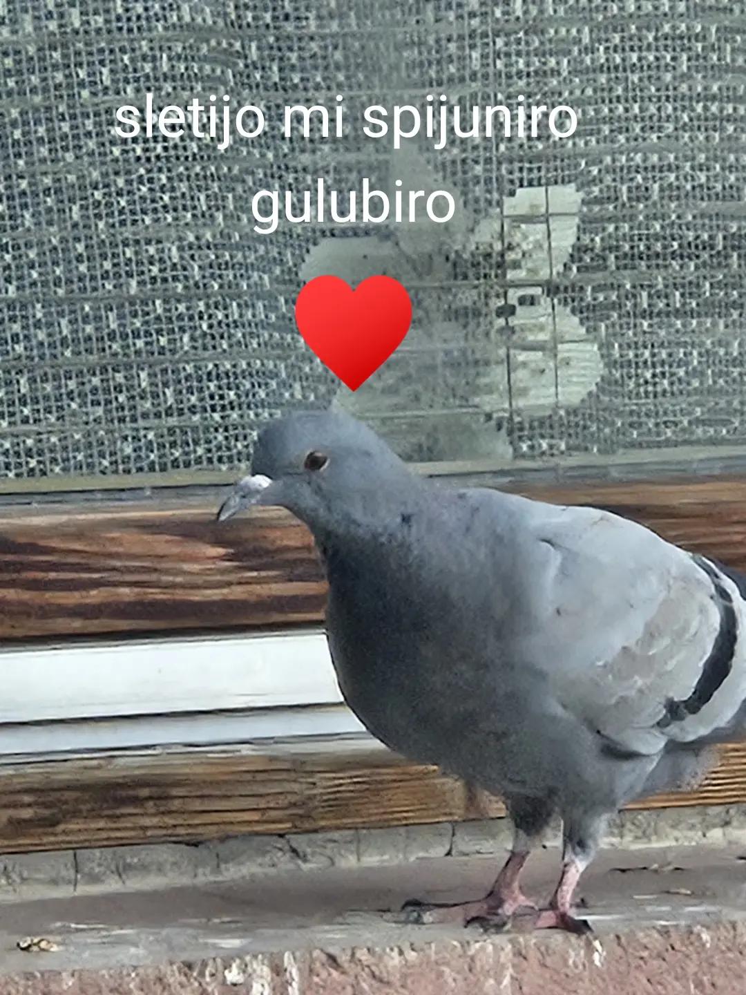 @Iman