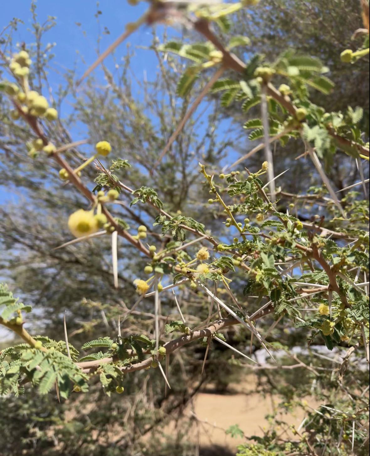 @مناحل ابوعبدالرحمن