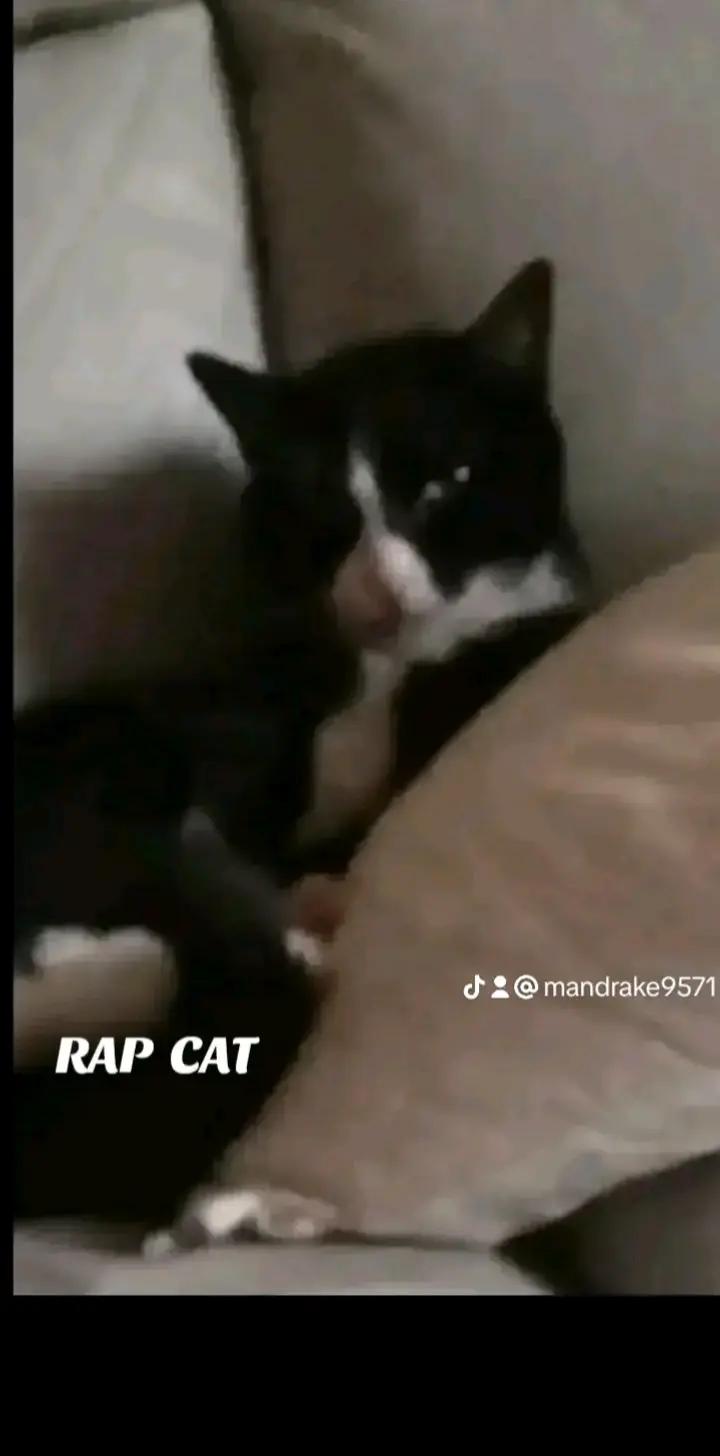 @RAP CAT