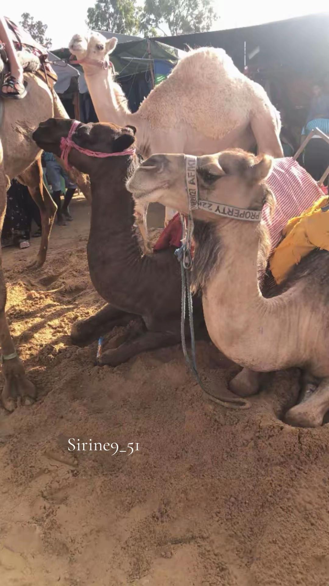@Sirine9_51