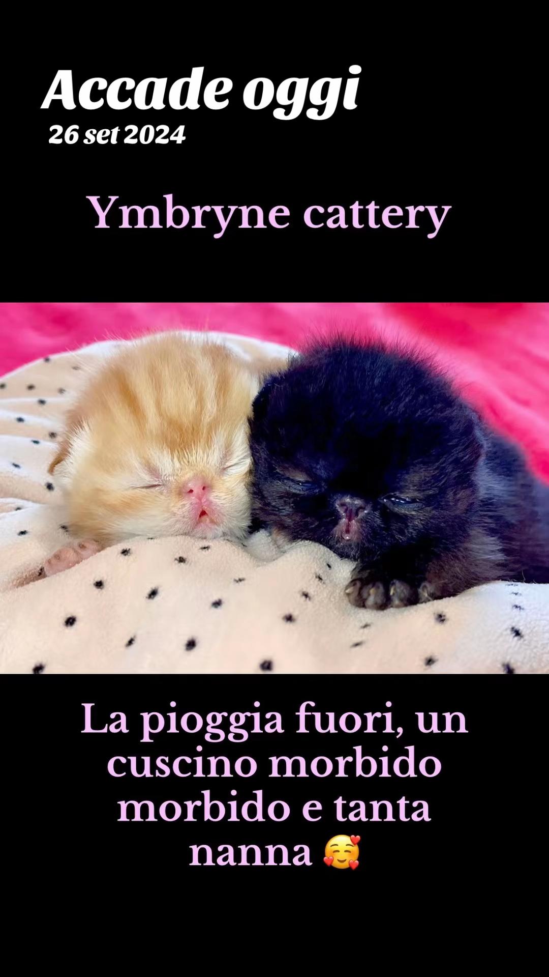 @Deborah Zardoni Galli
