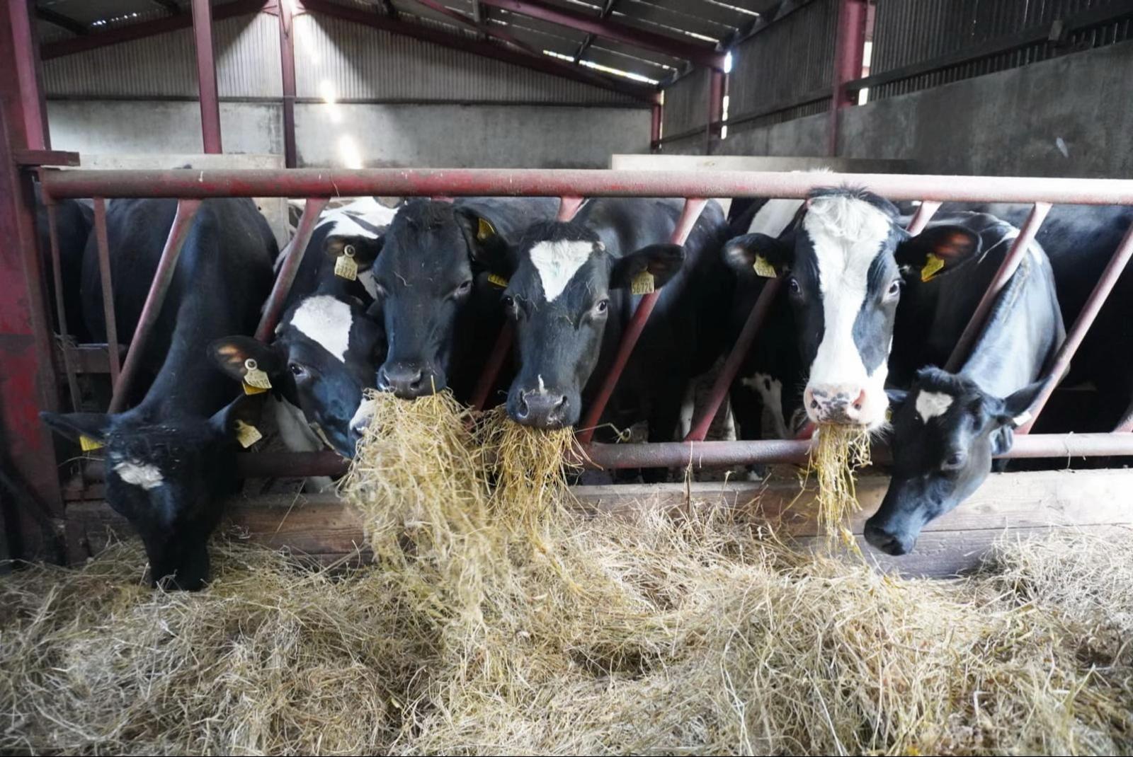 @Carrigallen_Mart