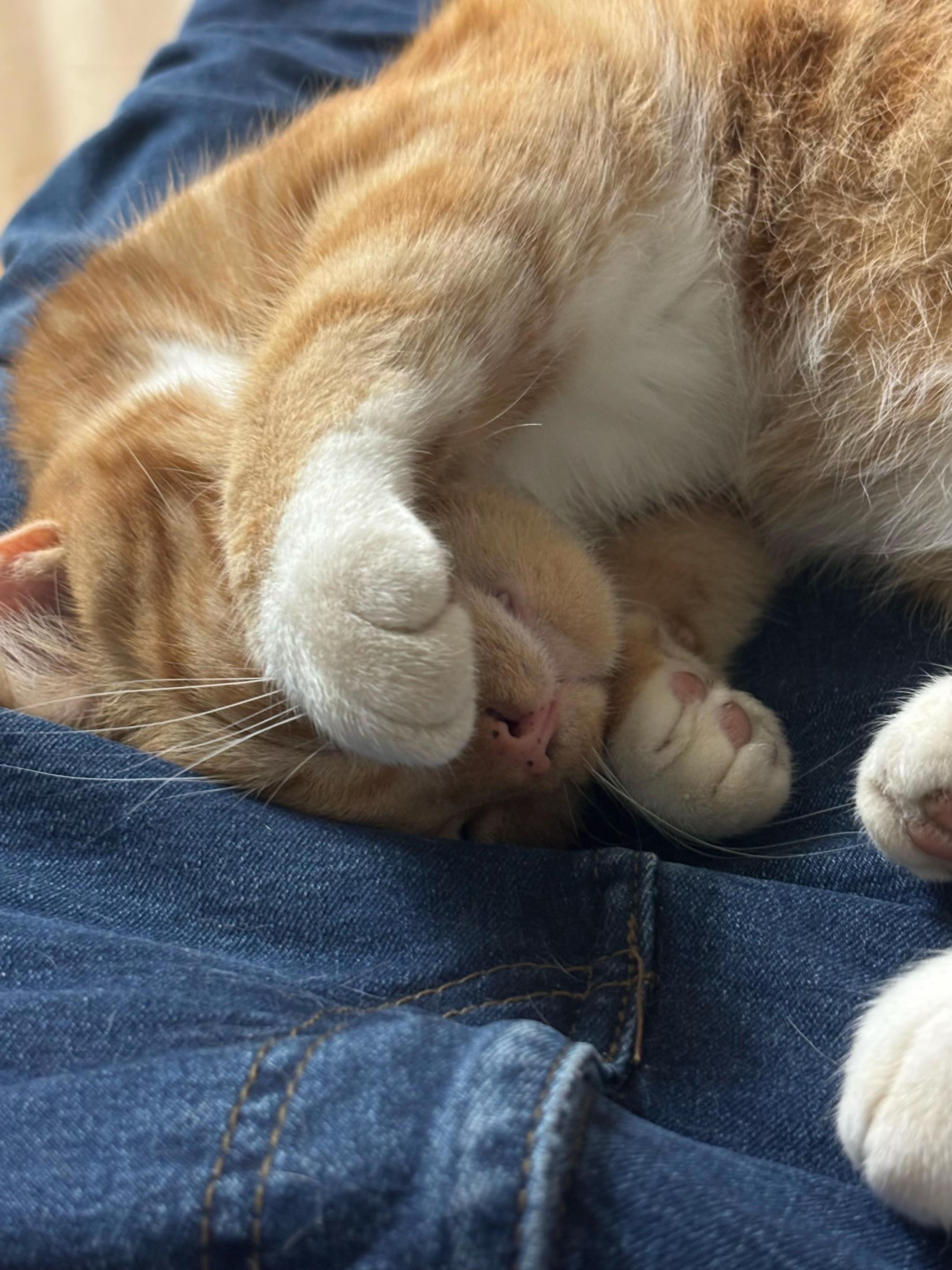 @Freddie the orange cat