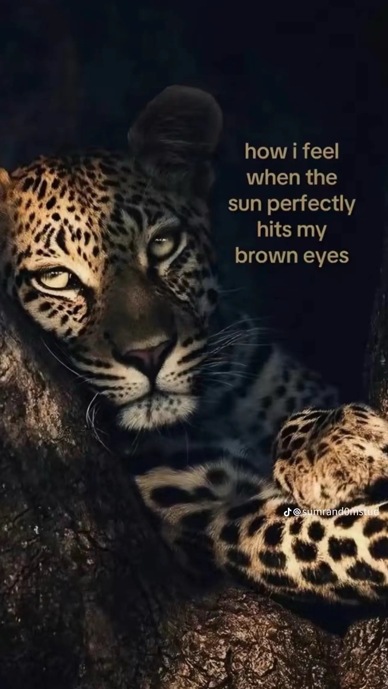 @lilhidden