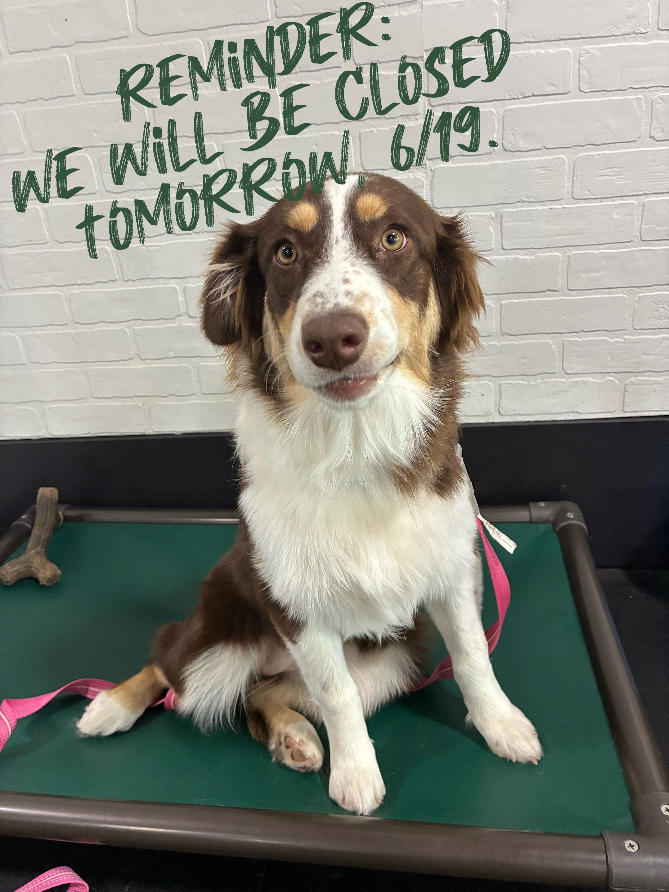 @Cordial Canine