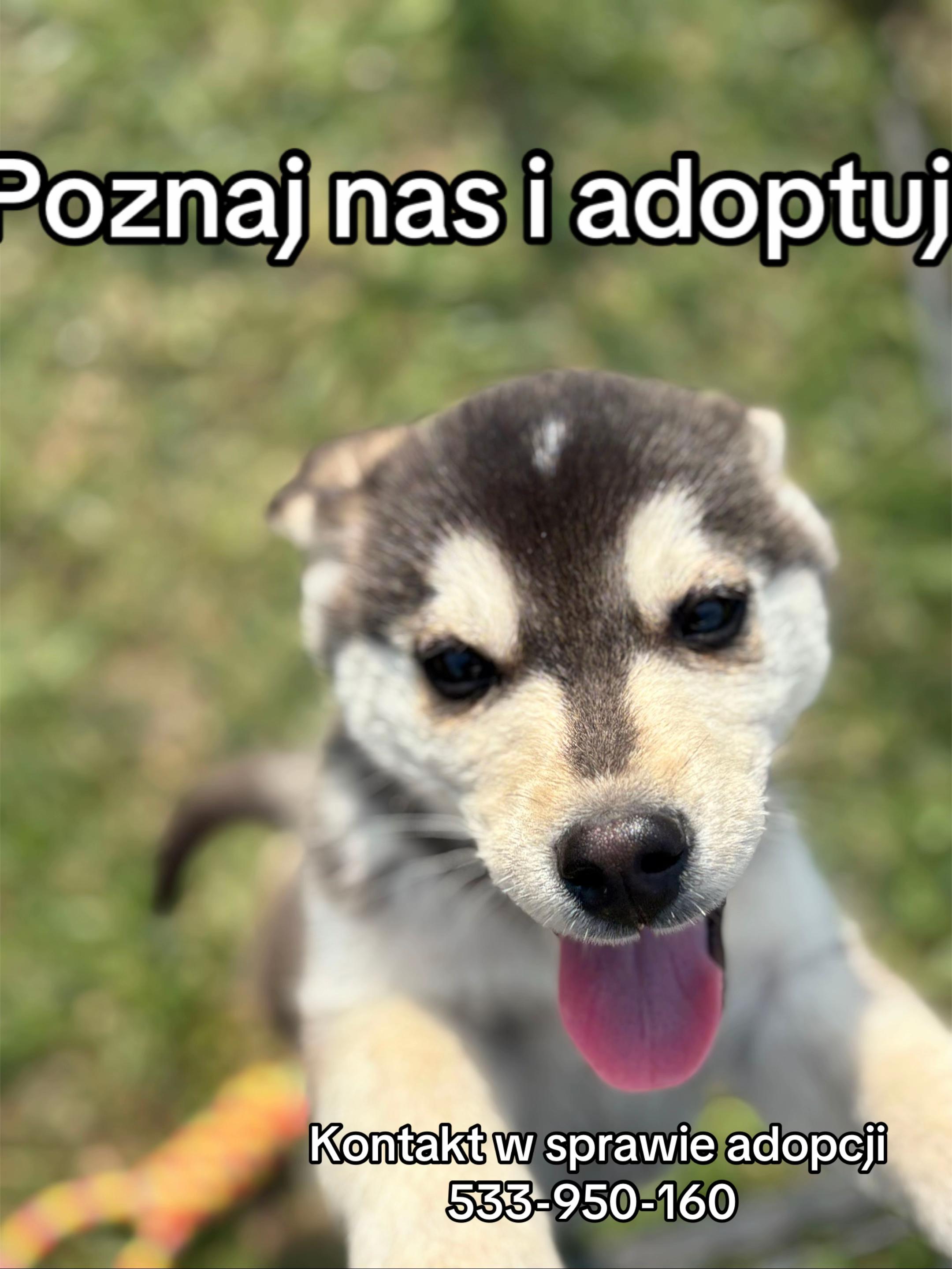 @StrzalkosiaV2