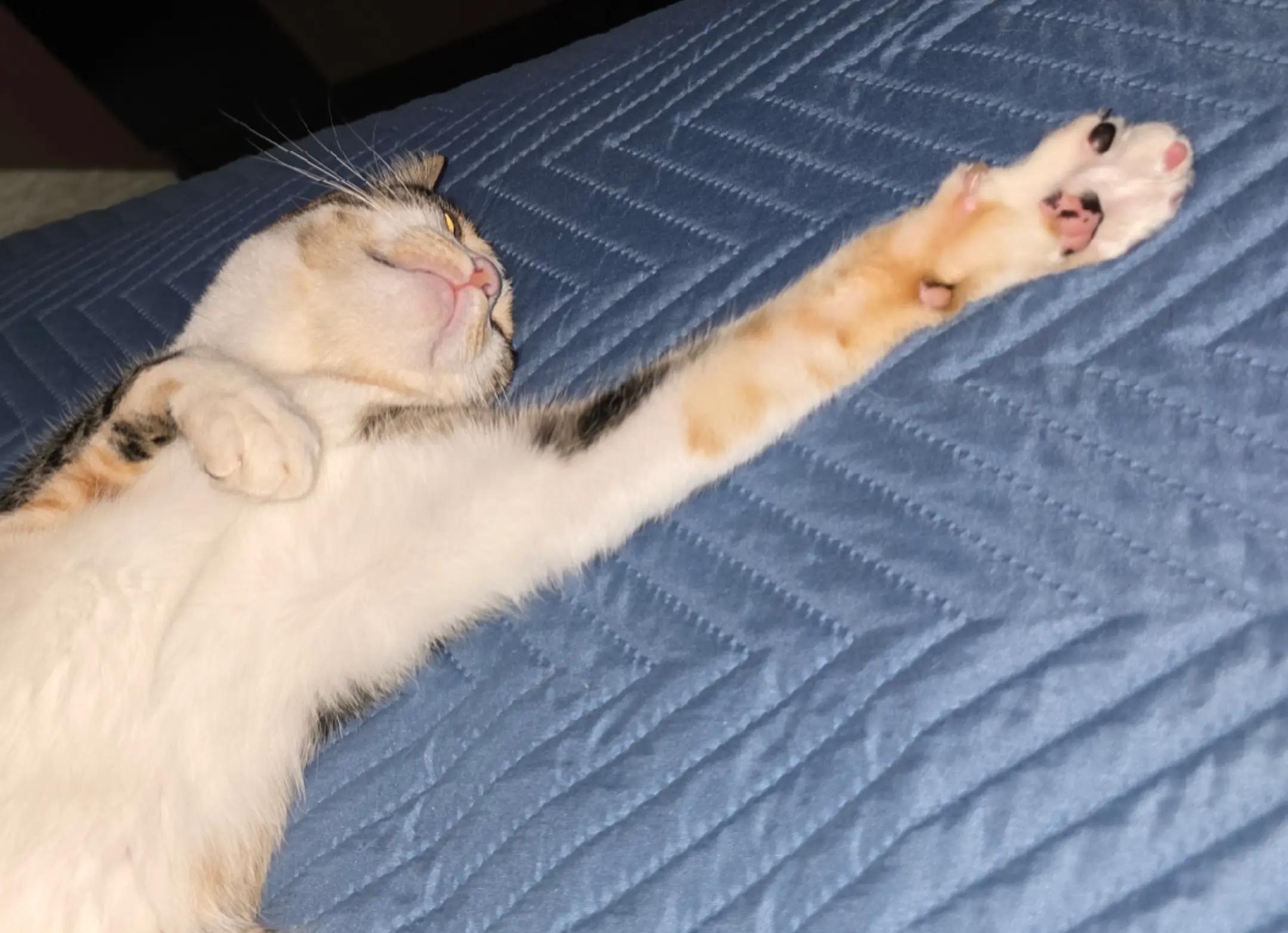 @✨️🐈❤️🐕❤️🐈✨️