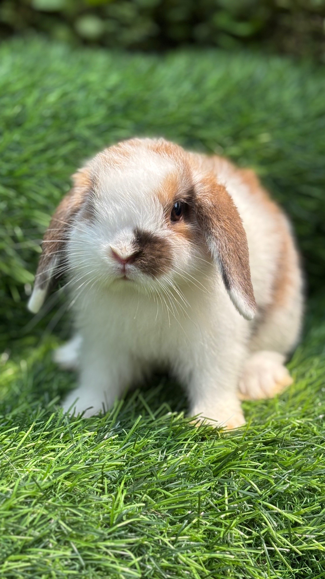 @chedyrabbit.jkt
