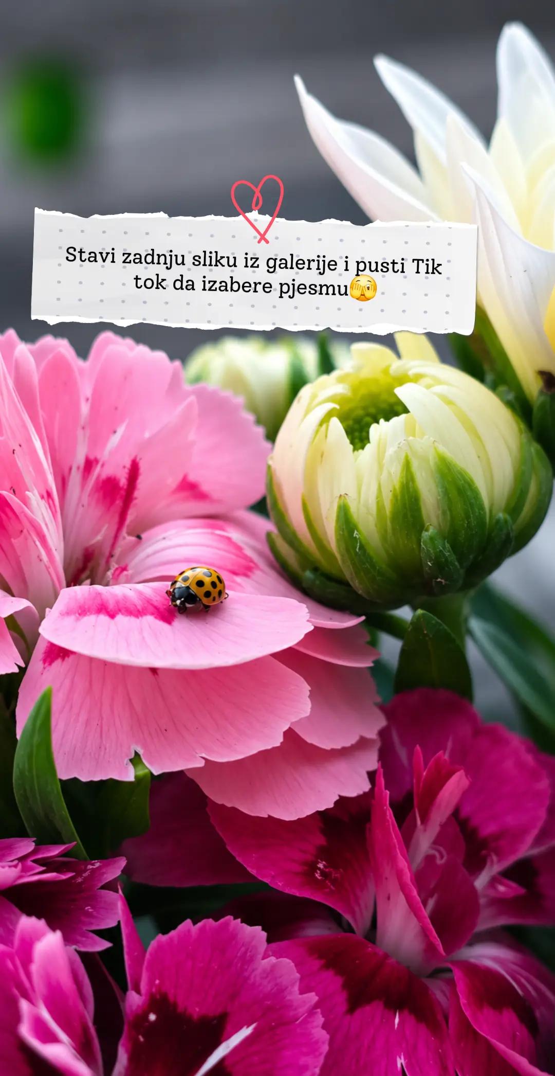 @Safeta Joldić Hodžić
