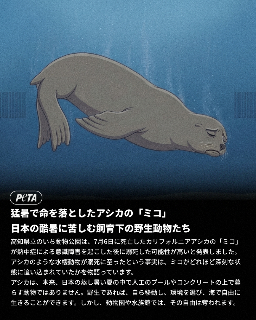 @PETAアジア 動物の倫理的扱いを求める人々の会 JAPAN