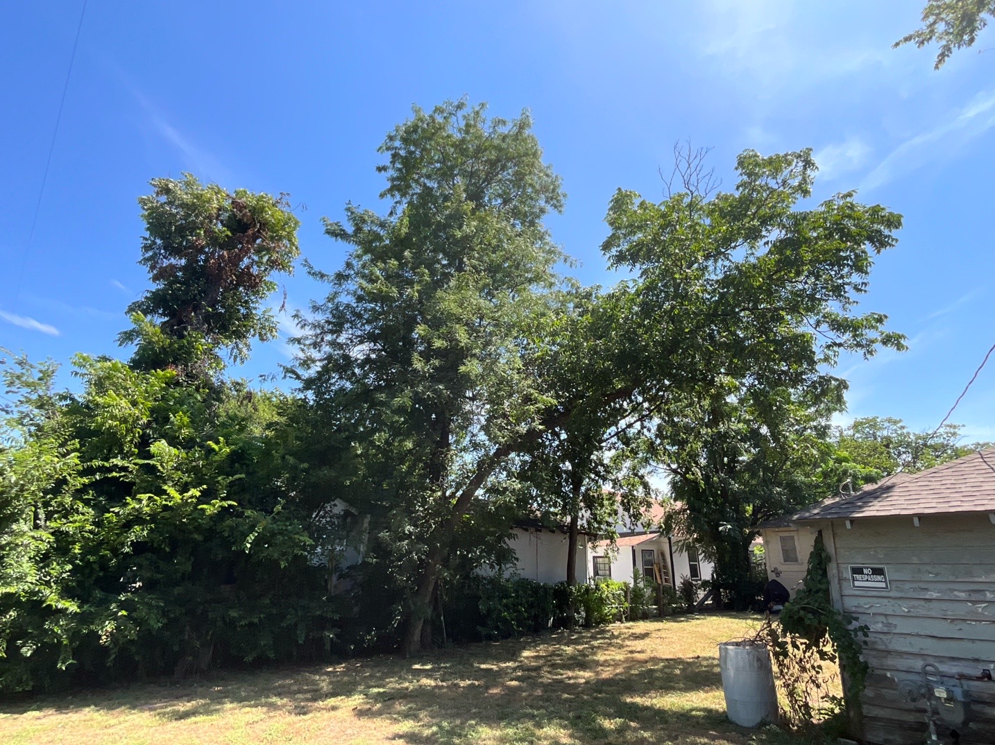 @Live Oak Tree Service