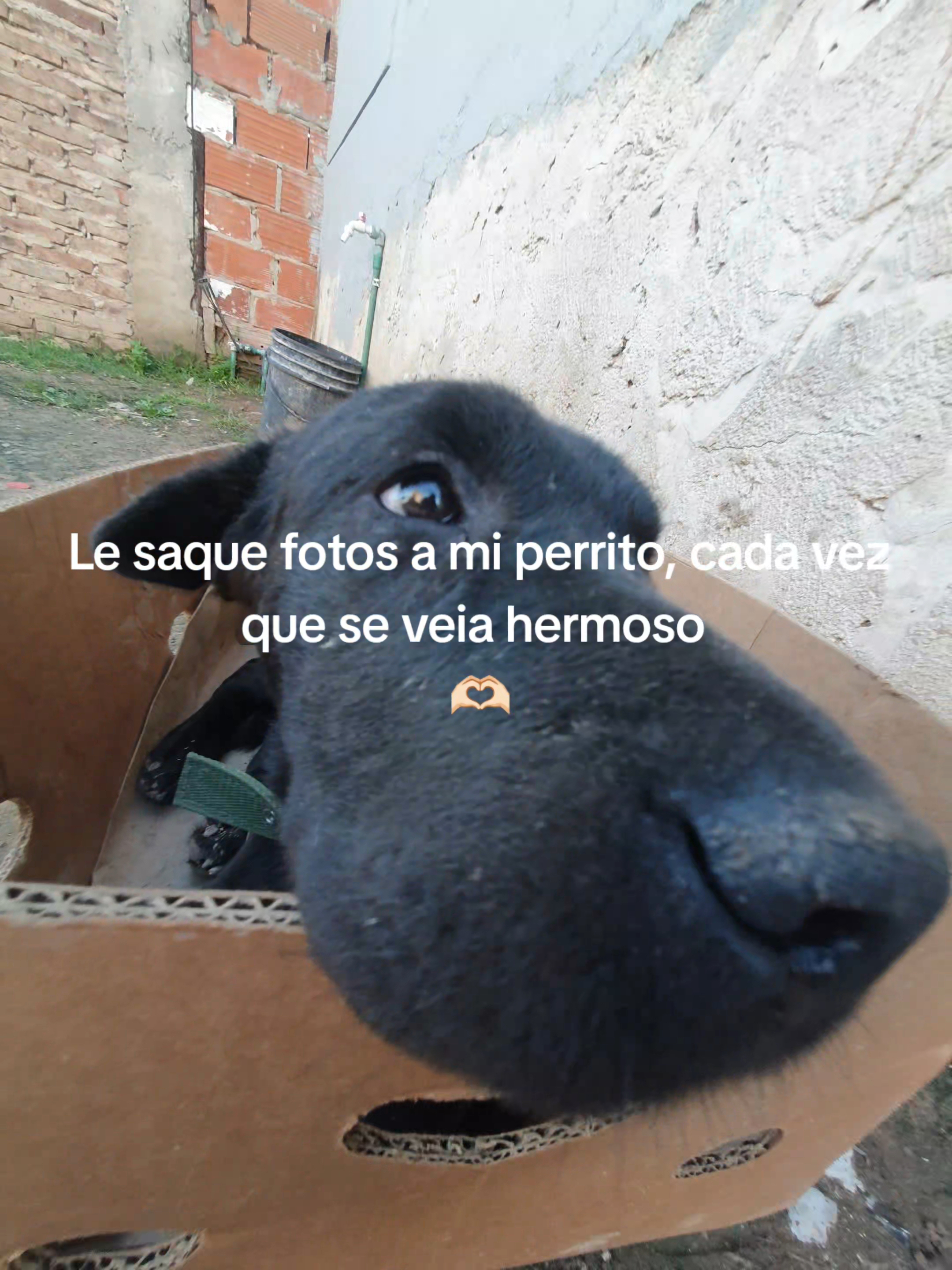 @rodrigo :pp