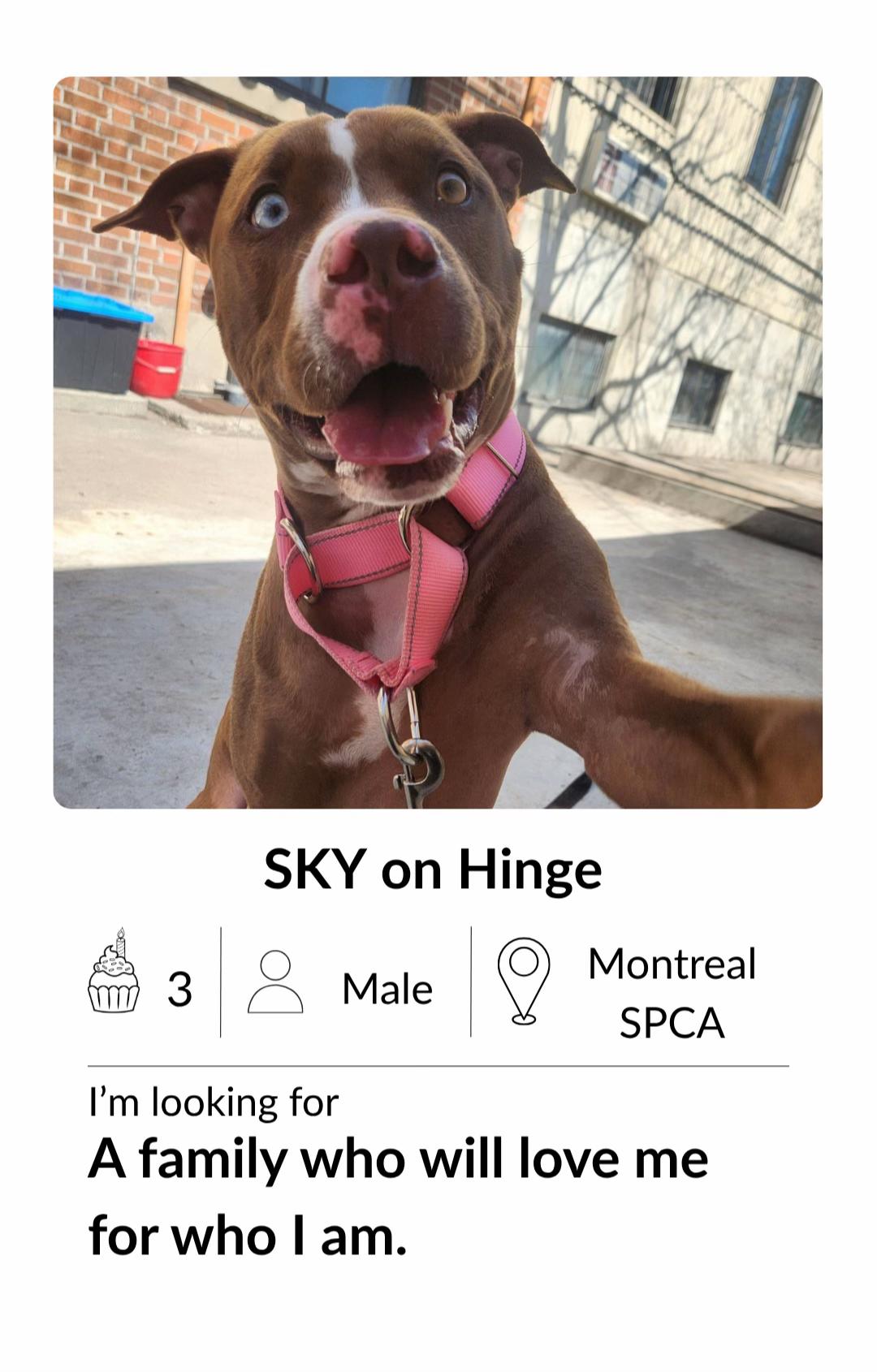 @Montreal SPCA