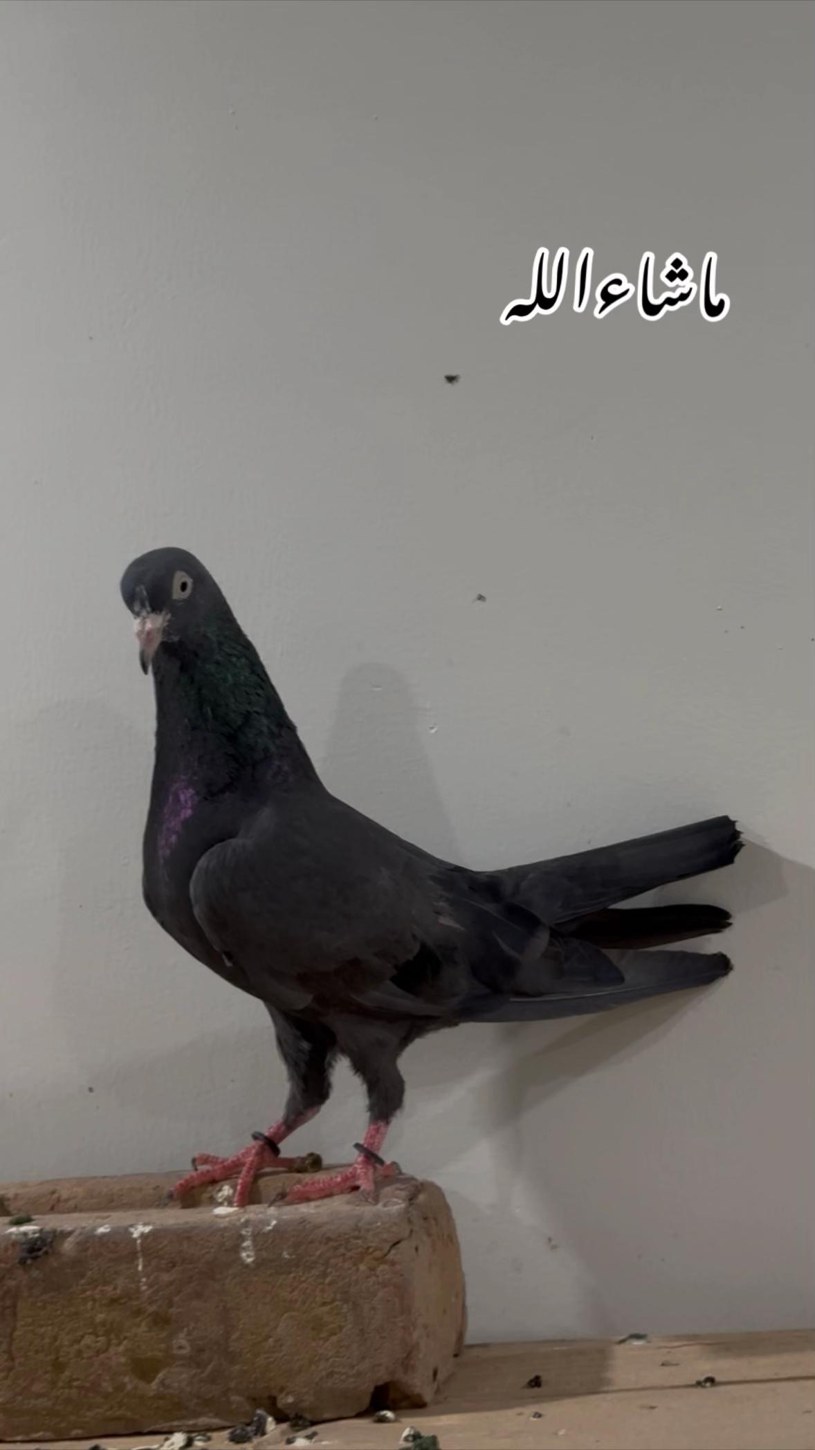 @Royal Birds 🕊️👑