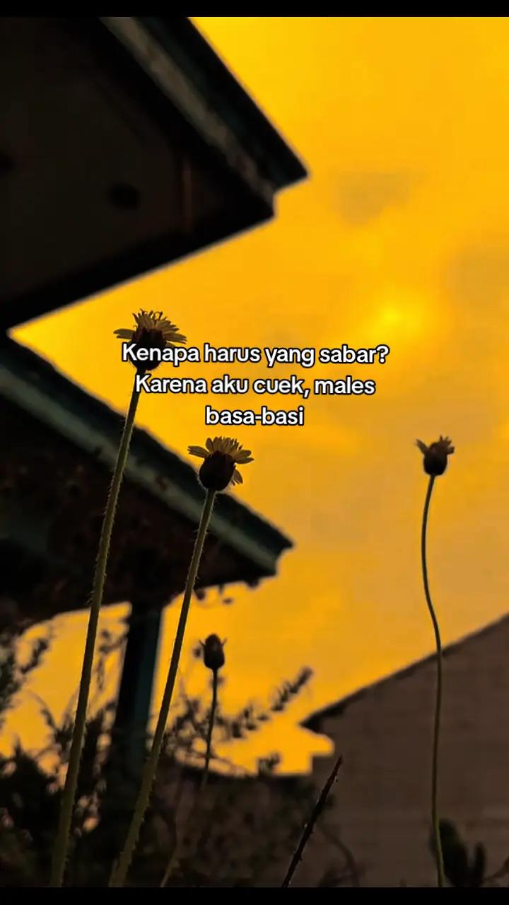 @Dina