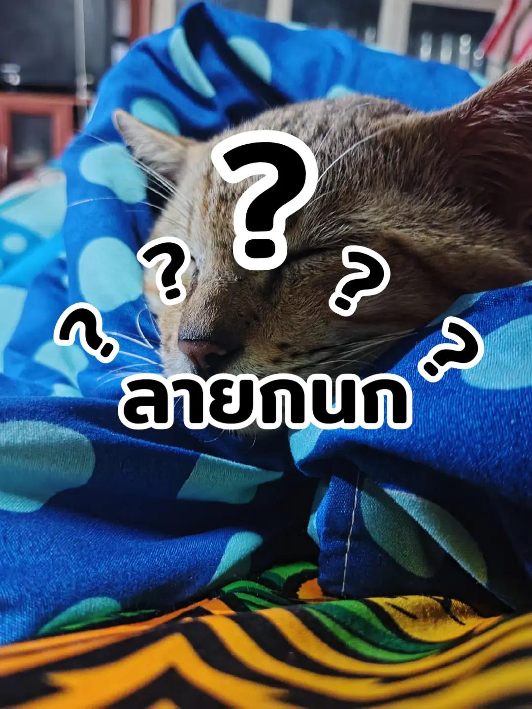 @Ohm Phongphet • เพื่อน