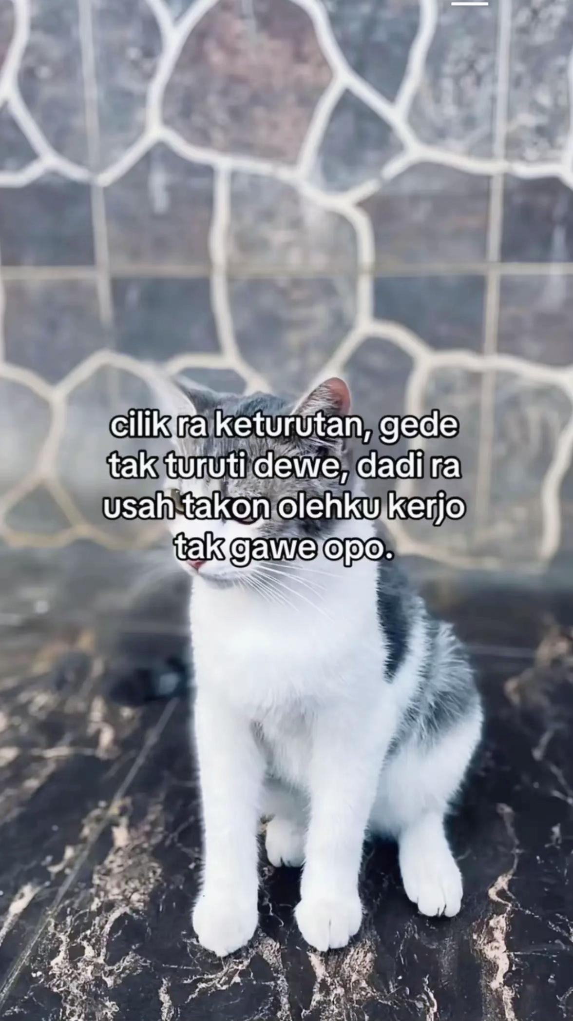 @stenky