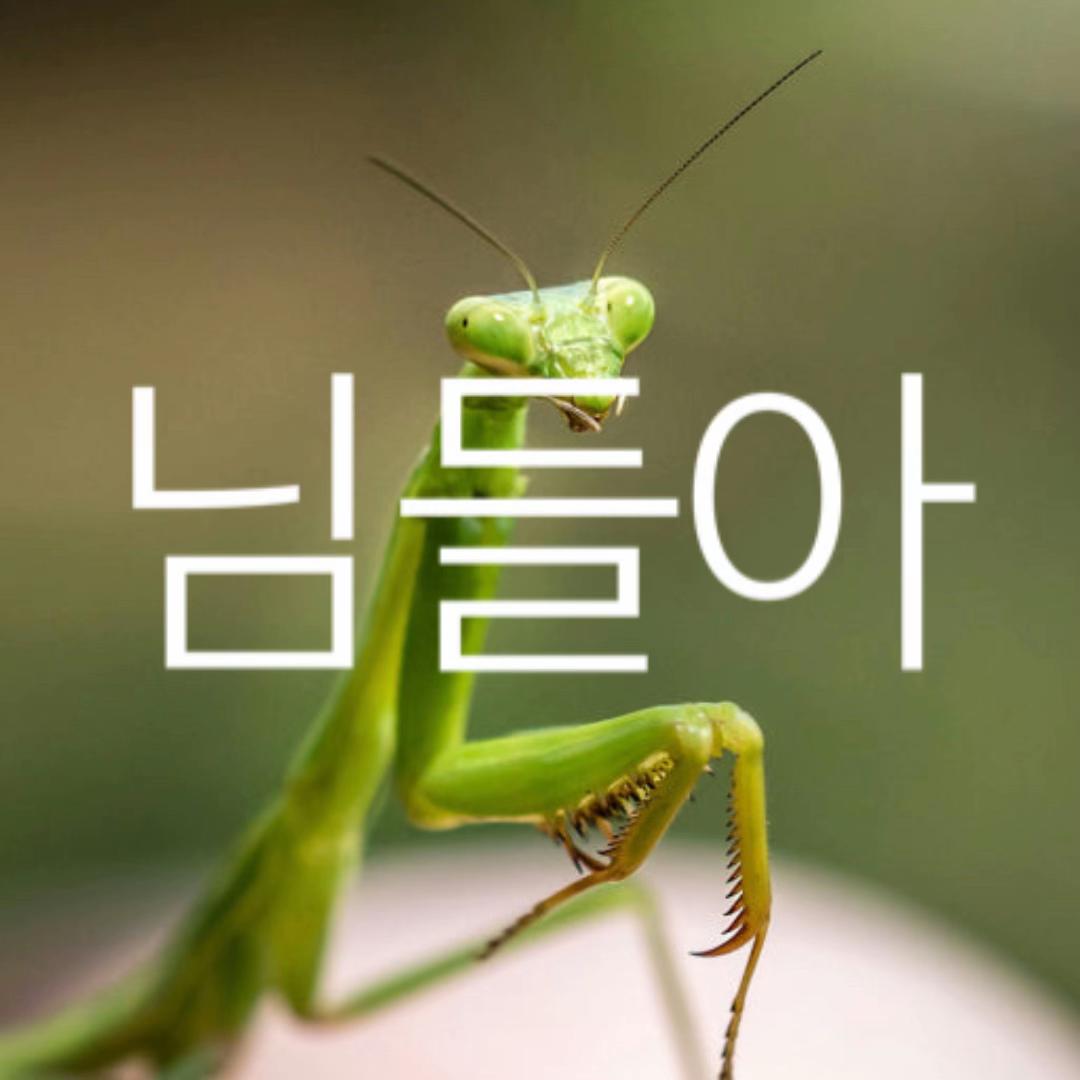 @명월 바라기 포초