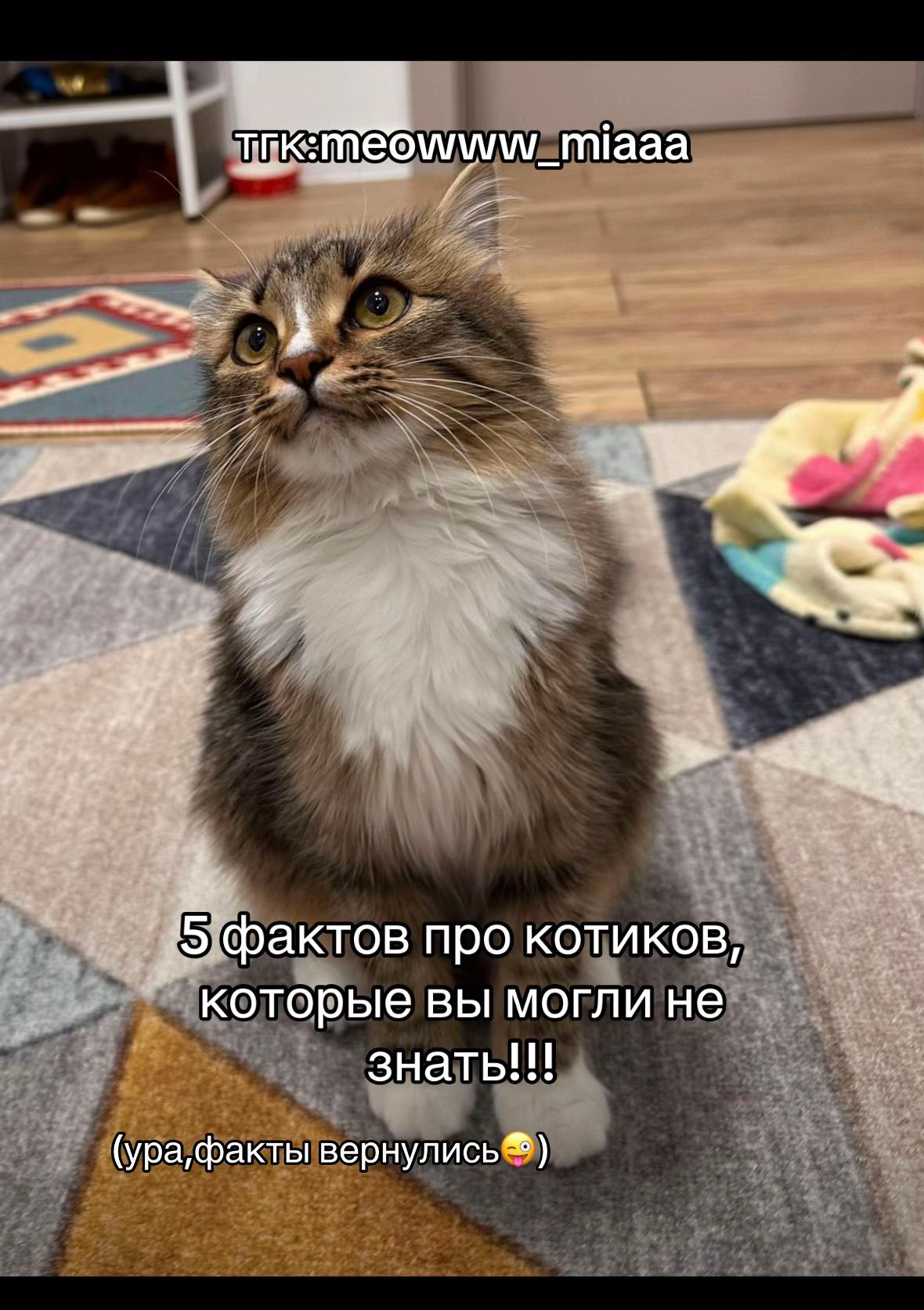 @meow_mia