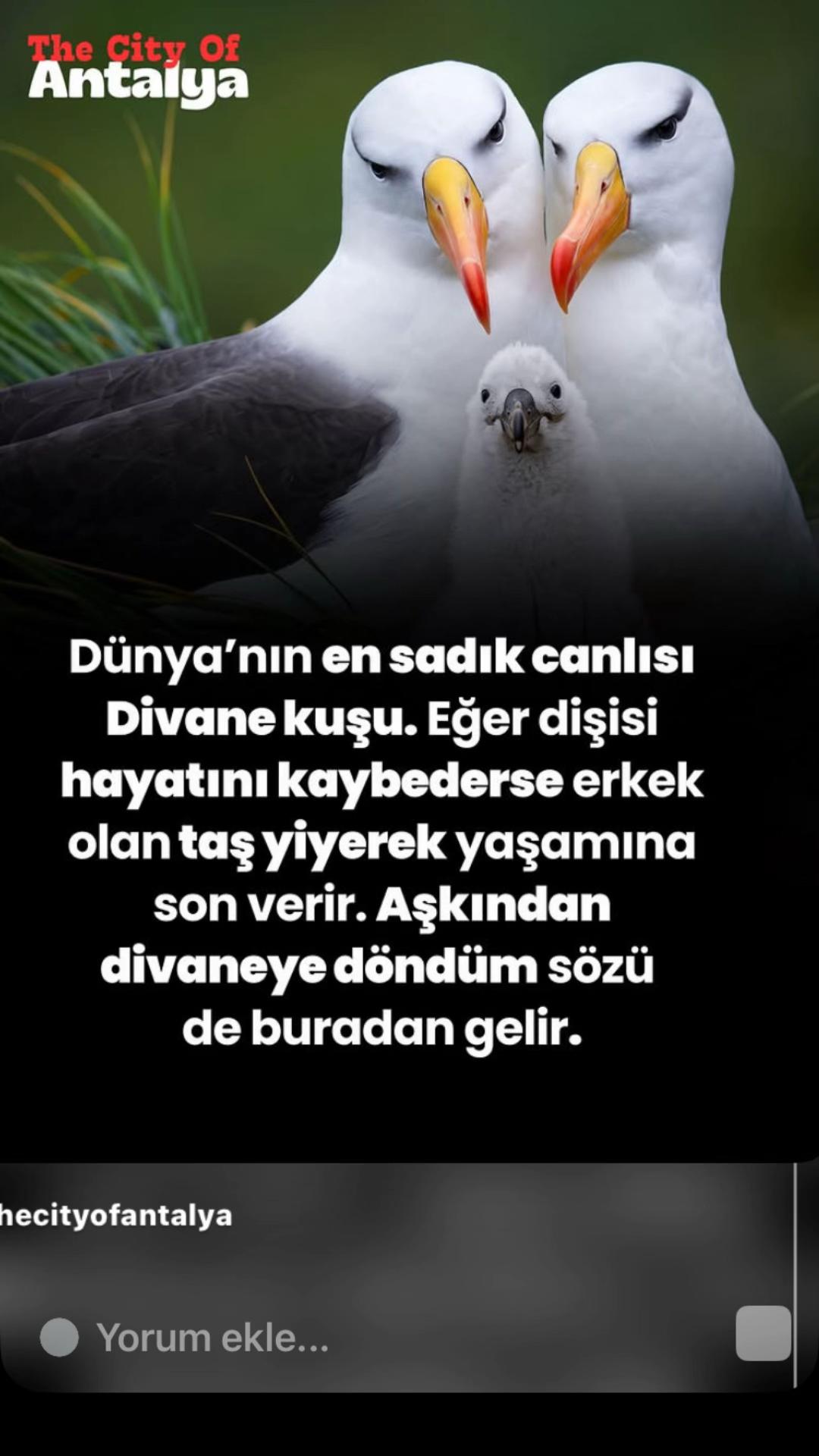 @Atilla_Arıcı07