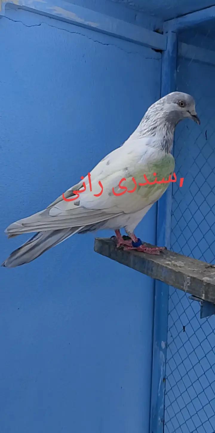 @waqarsulehri555
