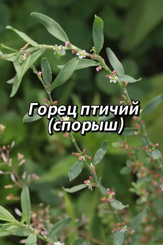 @🍃Зелёный шифр🍃