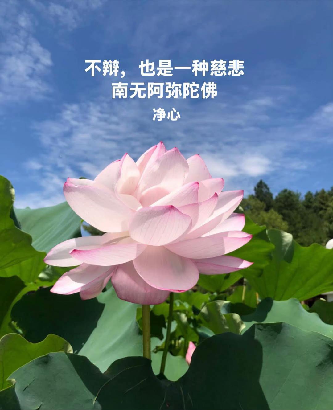 @净心