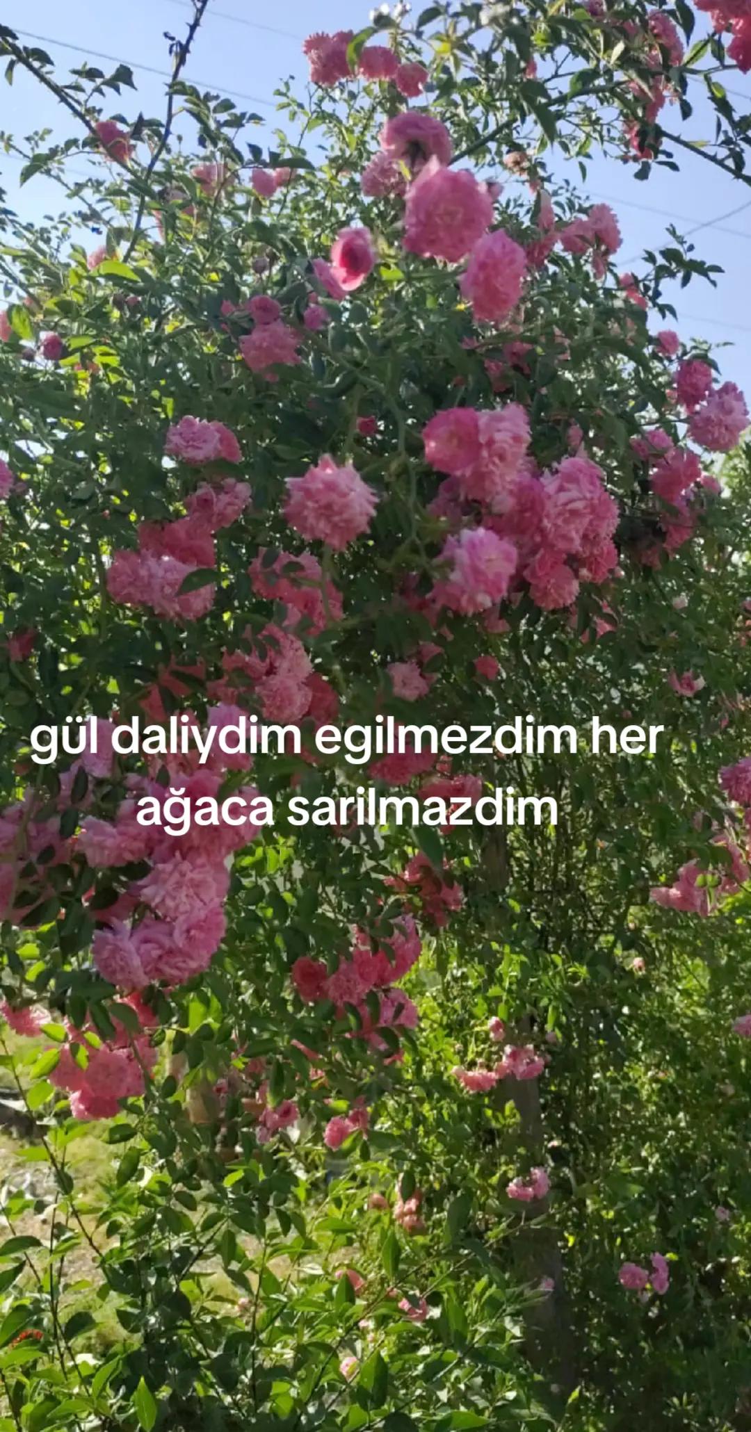 @Karako&ccedil;