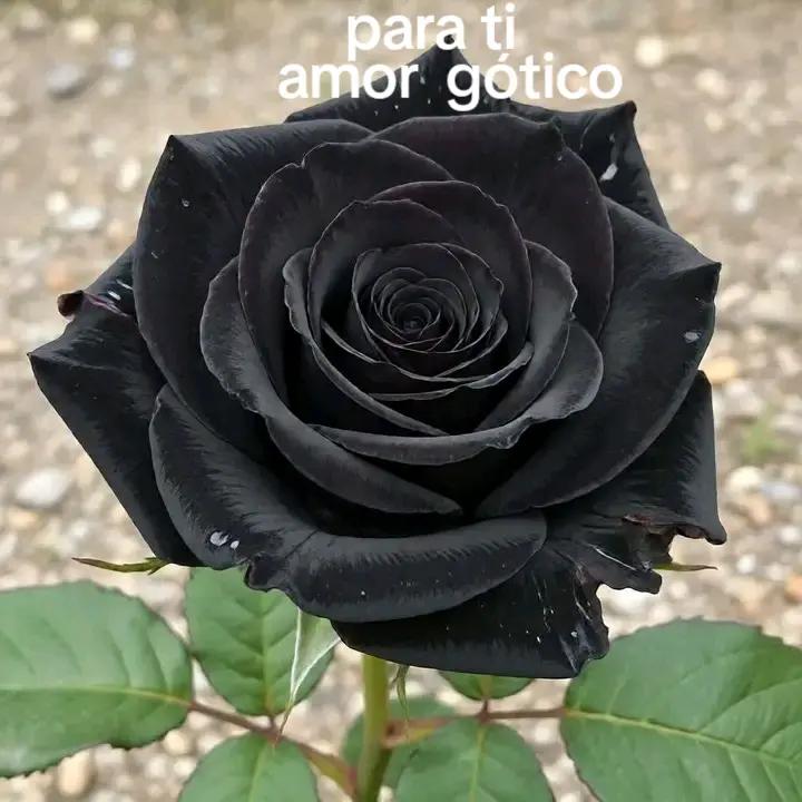 @elias gonzalez hernandez