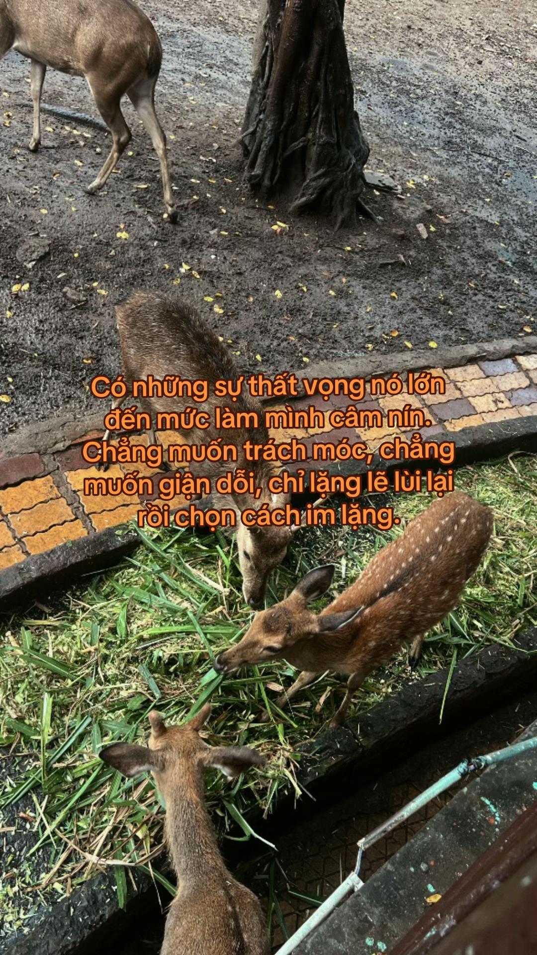 @Đăngg