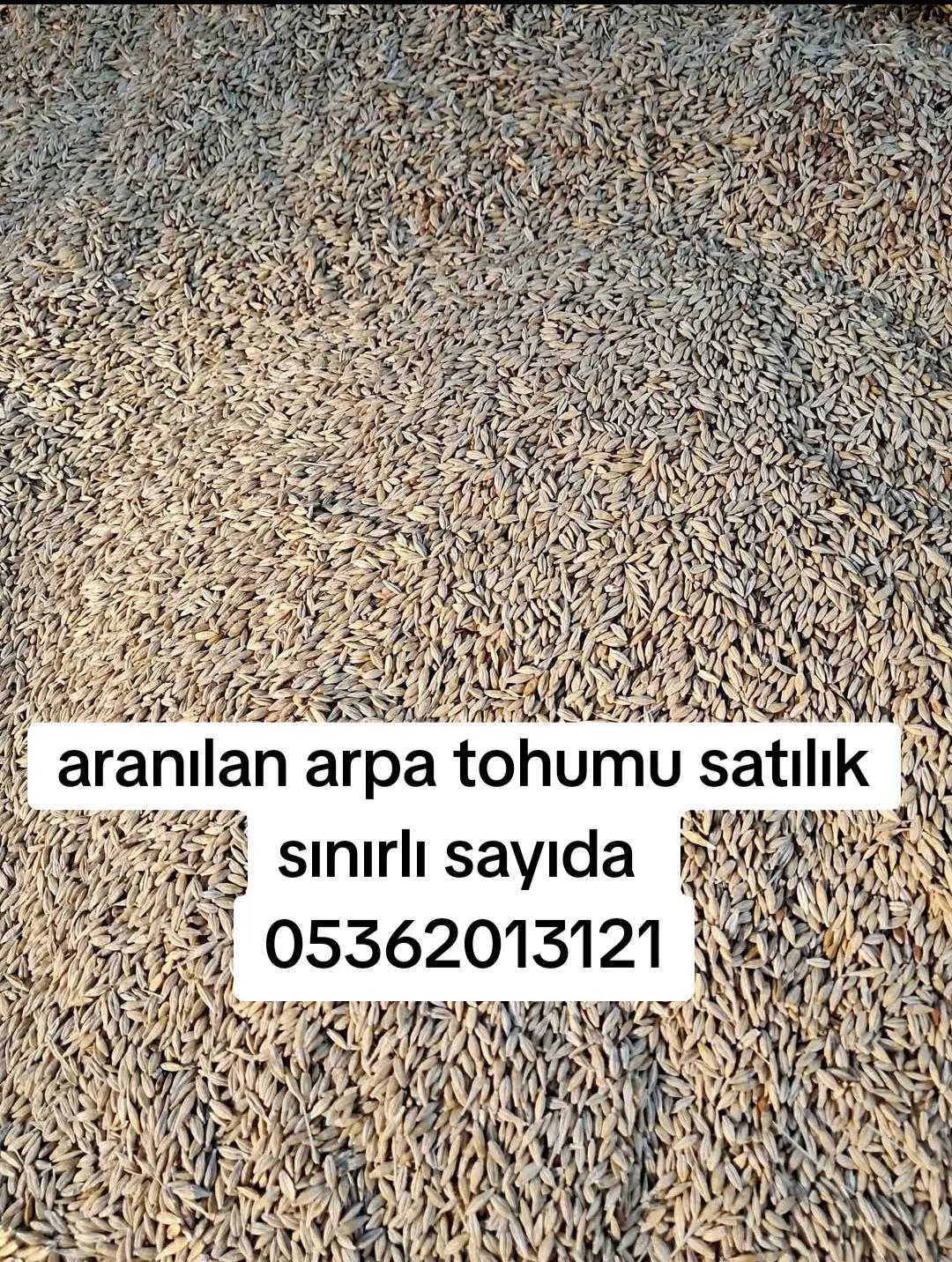 @Halil