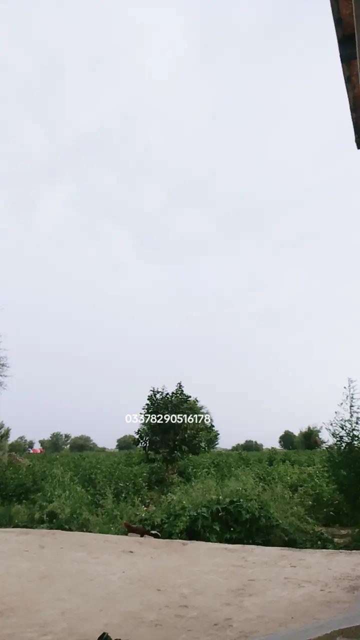 @Faiza Ali