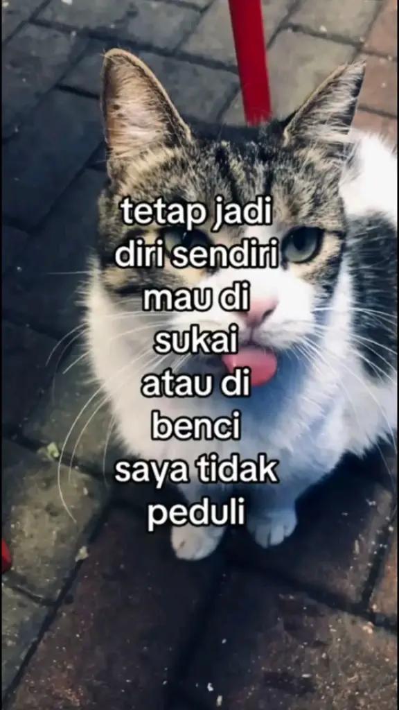 @habibi aja