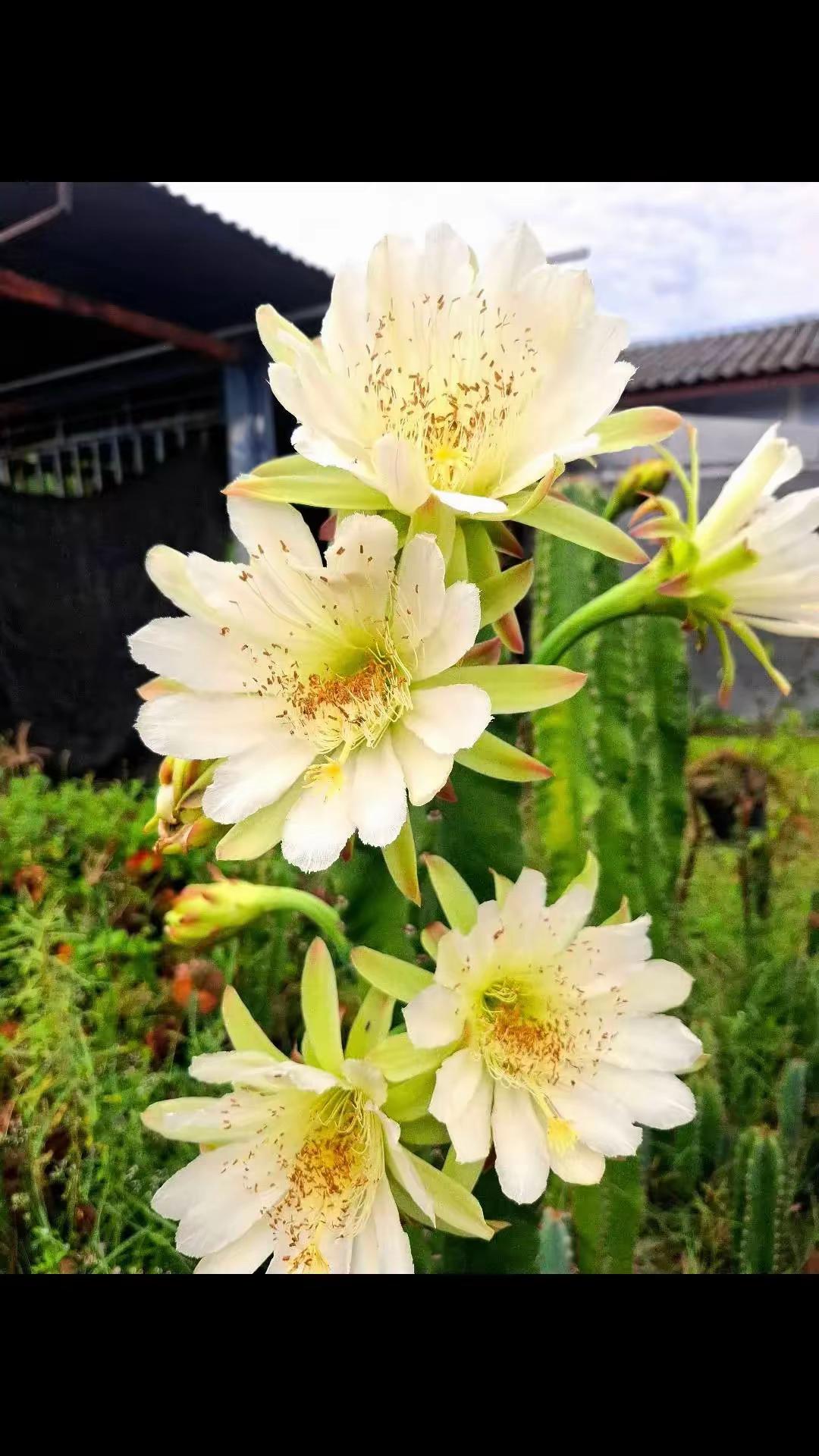 @สาวคำเลาะ