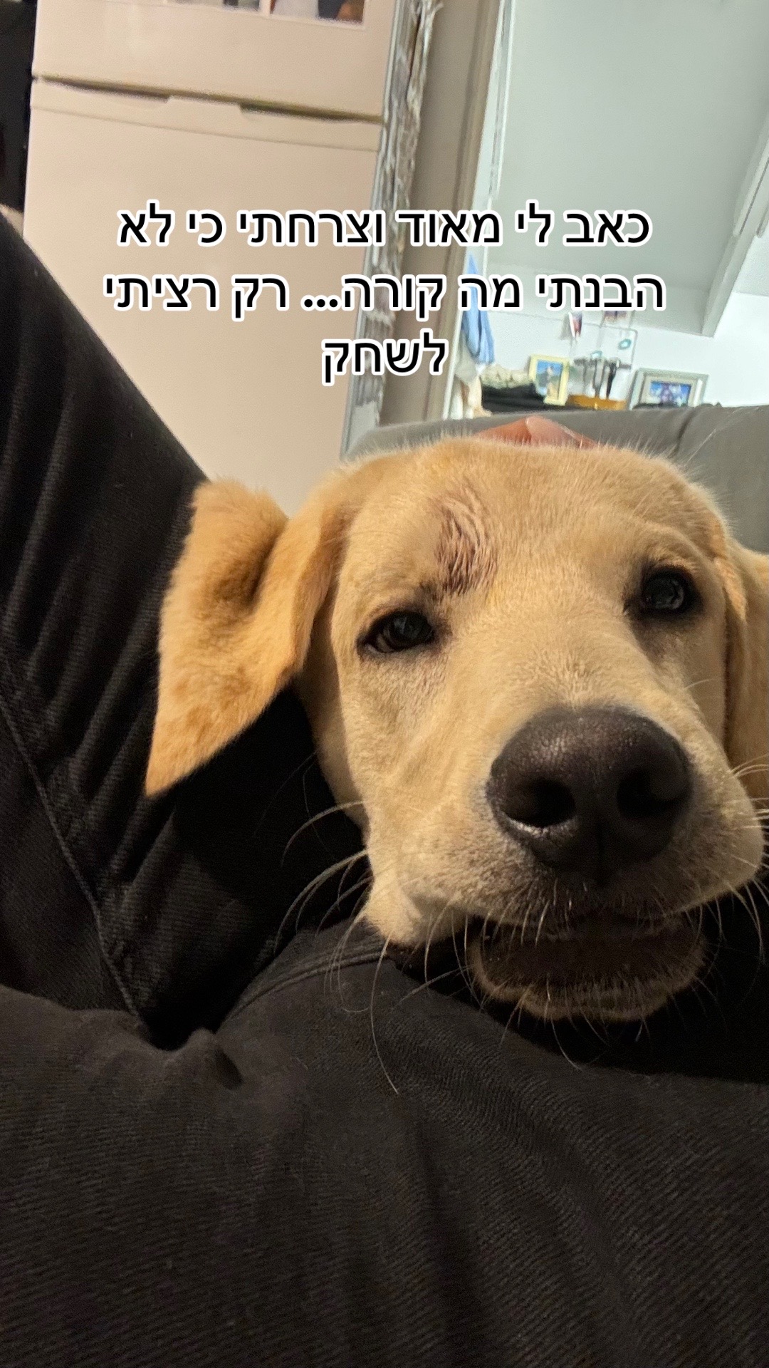 @Buri_The_Labrador