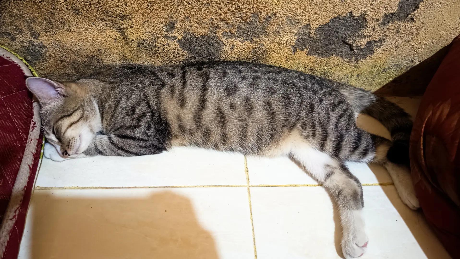 @Medayo Petcare