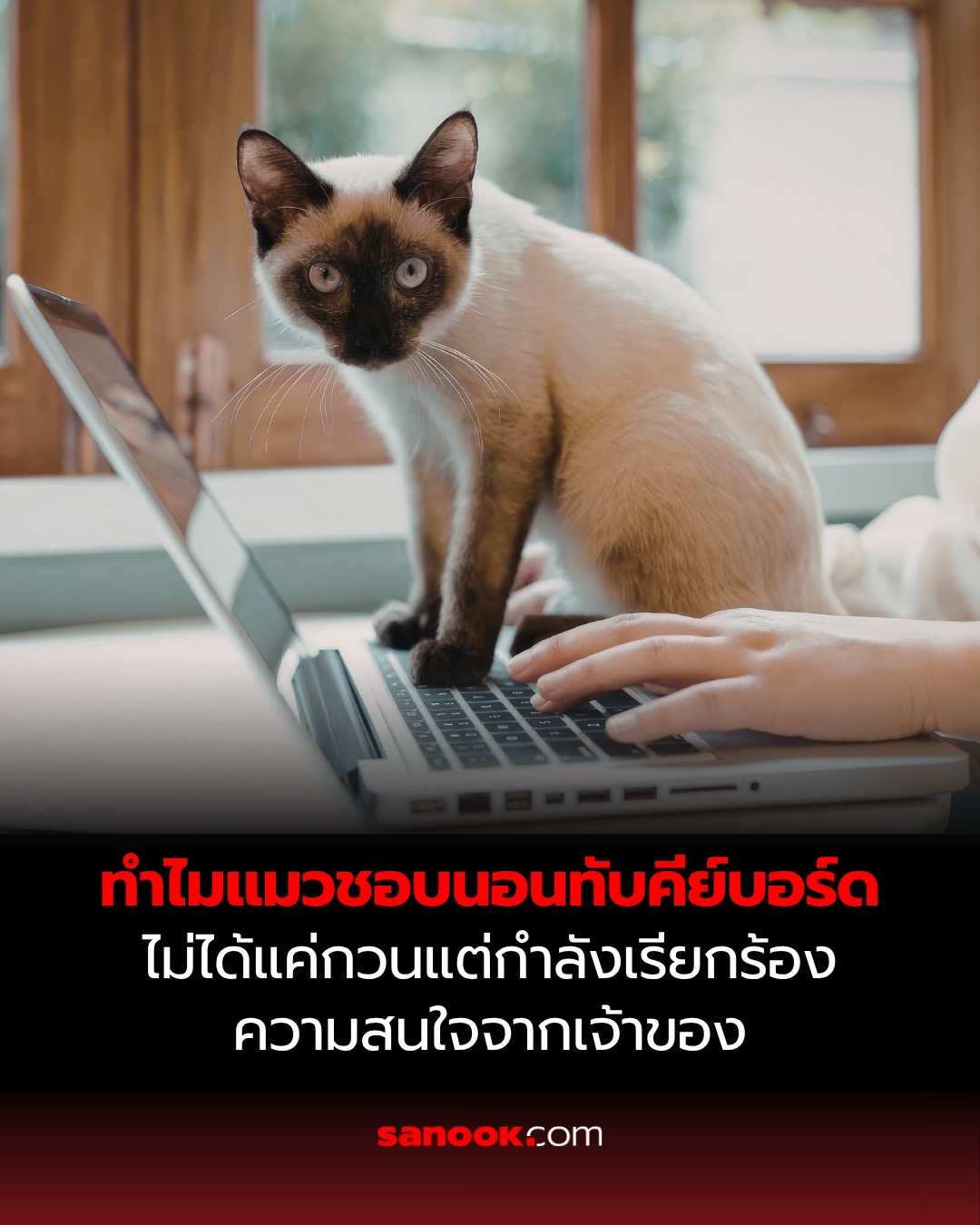 @sanook.com