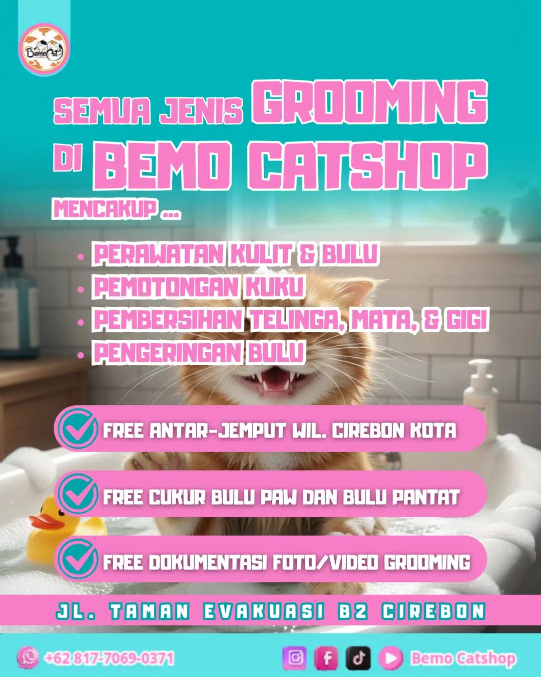 @Bemo Catshop