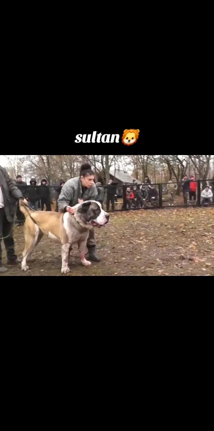 @şəmkir👊