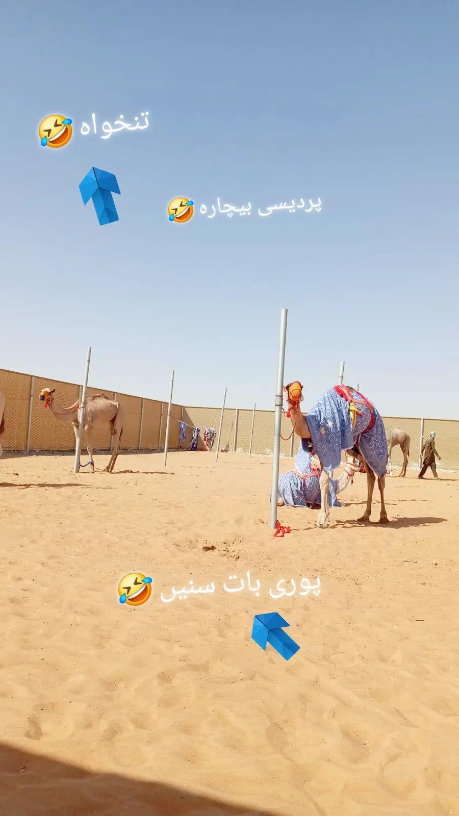 @《Amjad♡♡jani》