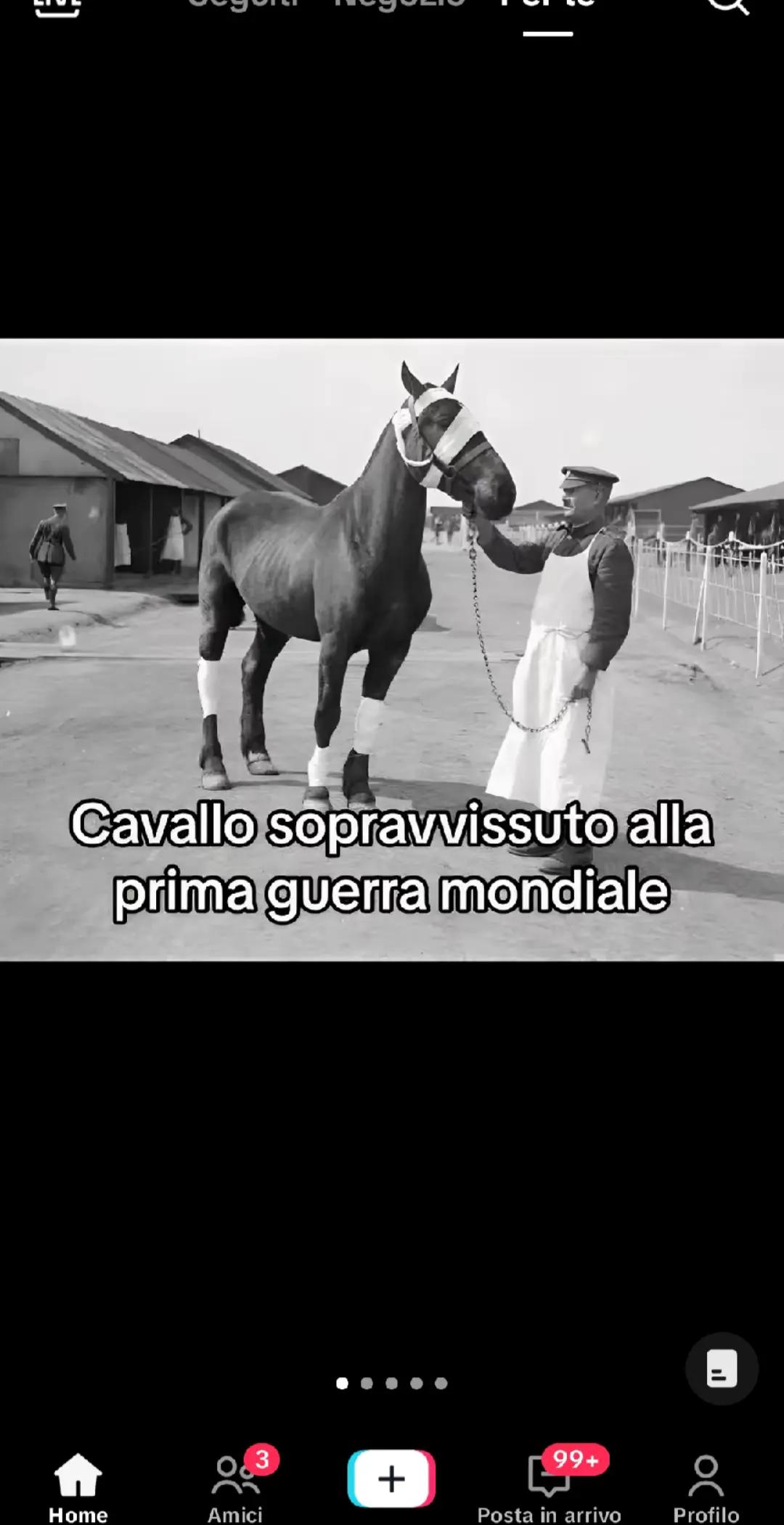 @rocco letizia ⚜️🐴