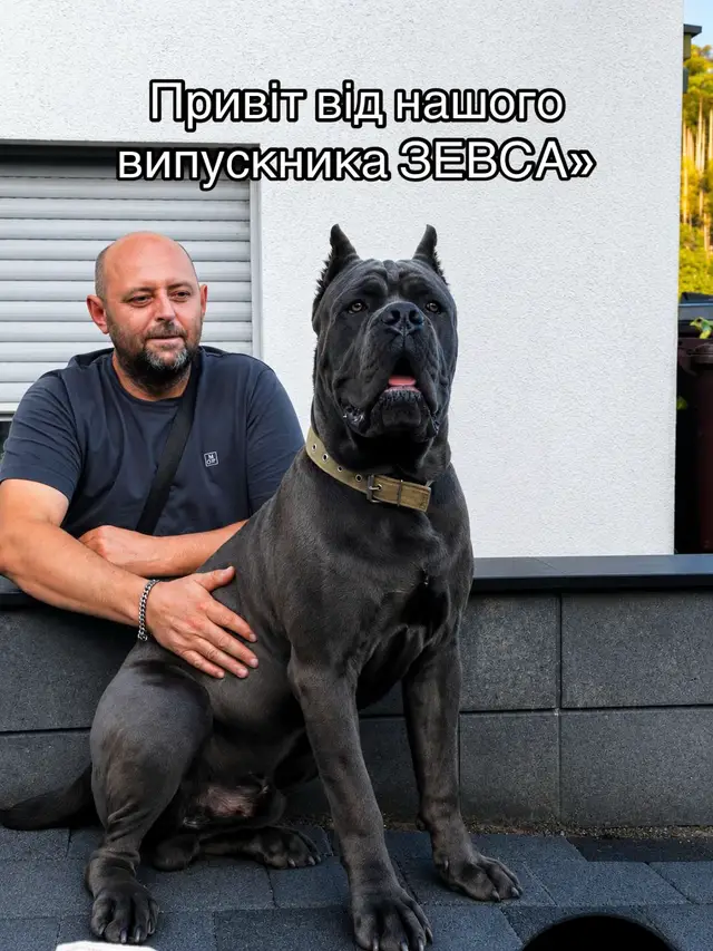 @Кане Корсо