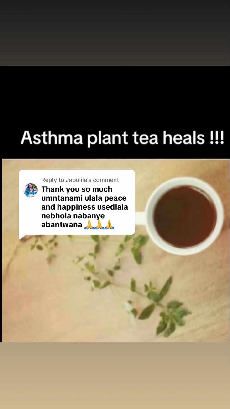 @Asthma-plant_herbalshop