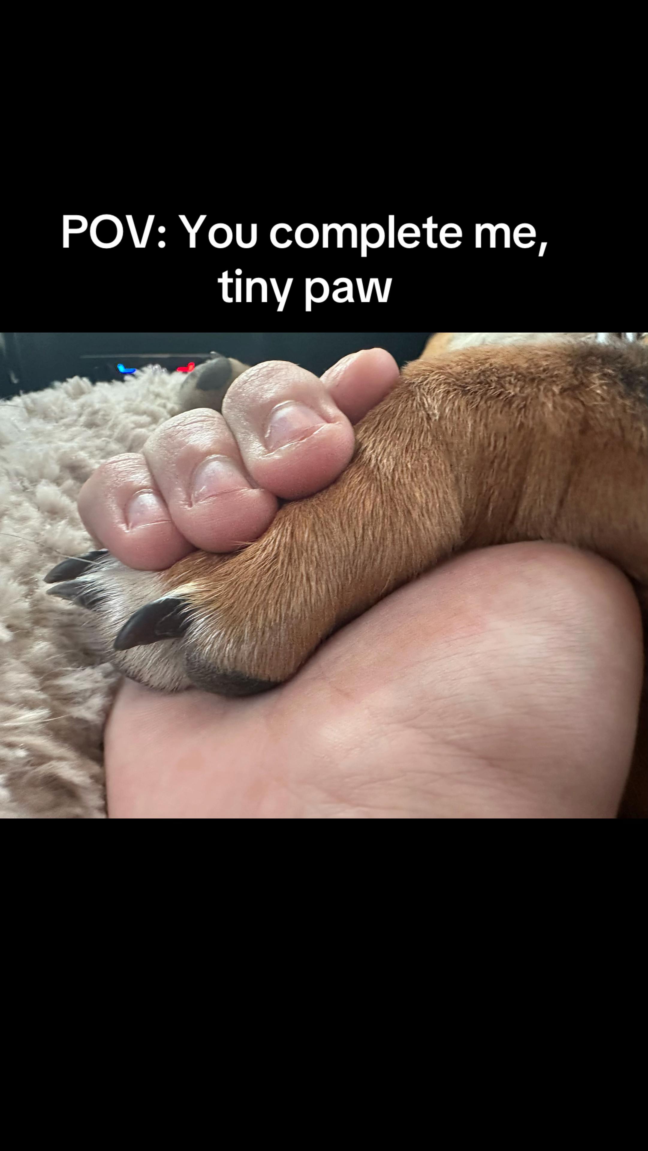 @Maverick The Dachshund