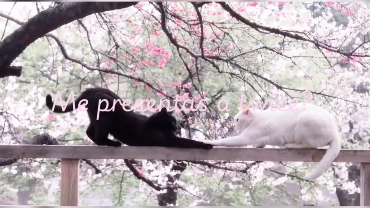 @(ოαյօ)ׅׅ𝔰ᥲη𝕥𝗶ꨄঞෆ