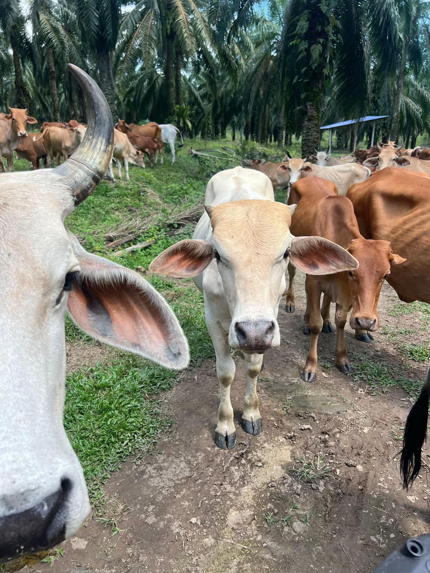 @Haziq farm